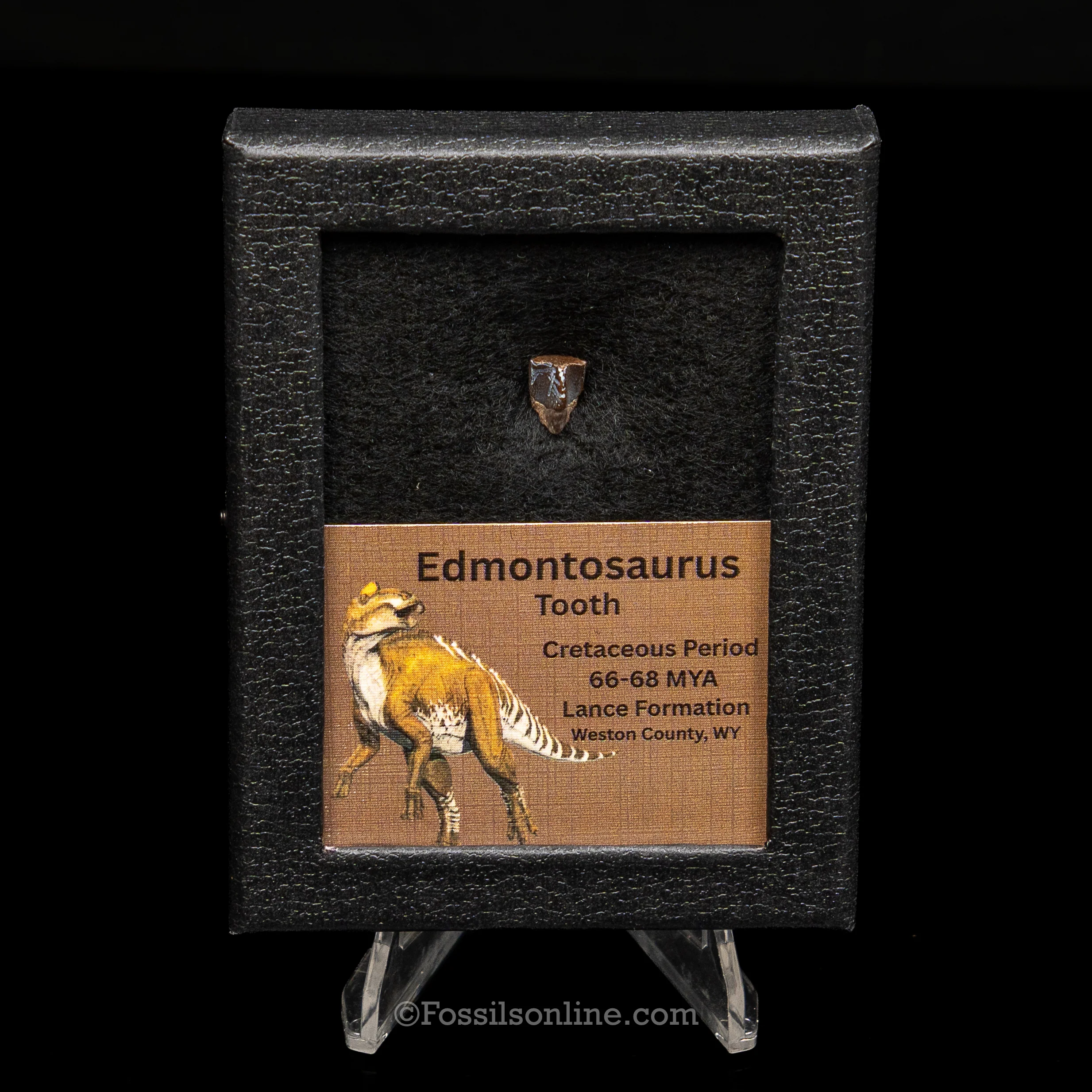 Dinosaur Bones for Sale