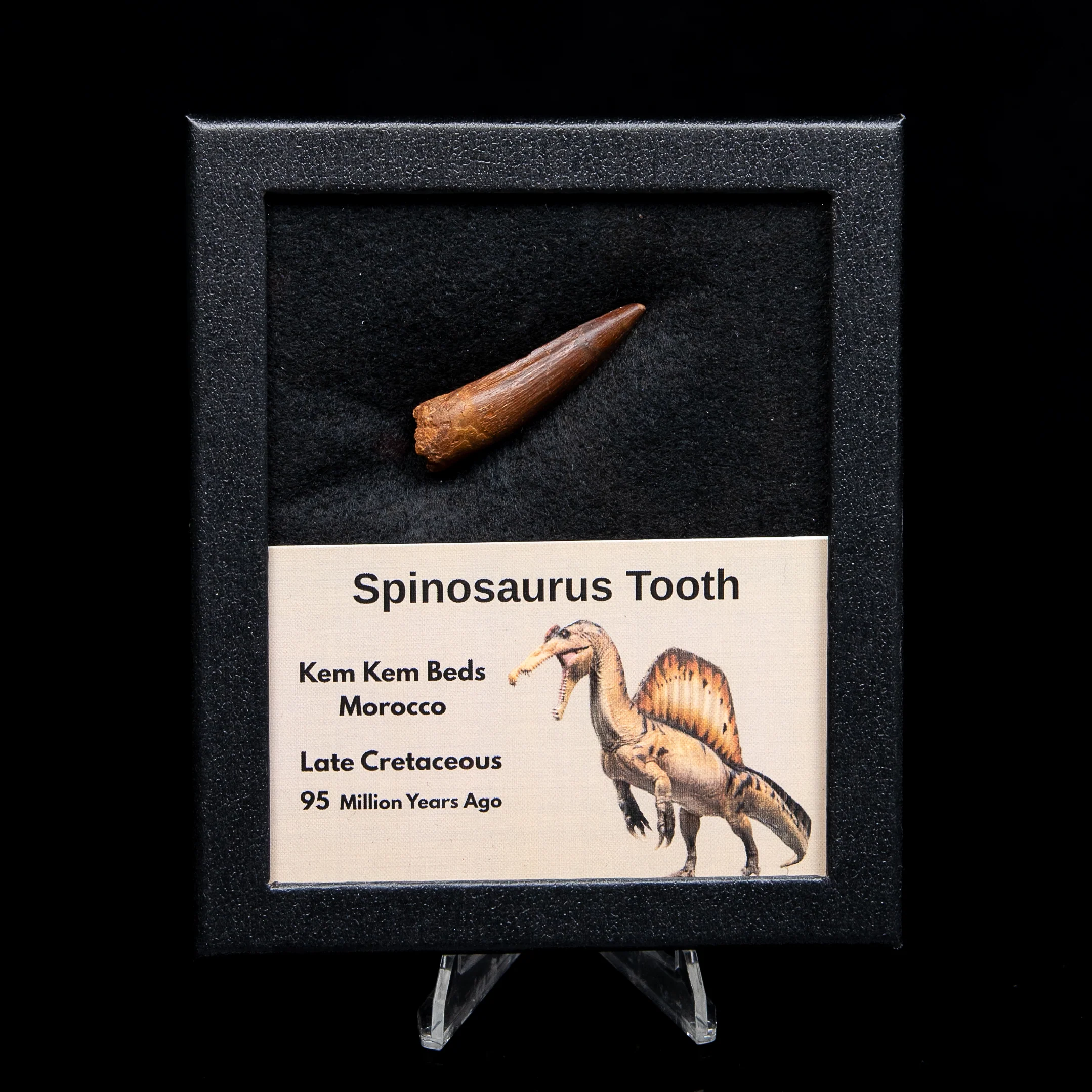 Dinosaur Teeth for Sale